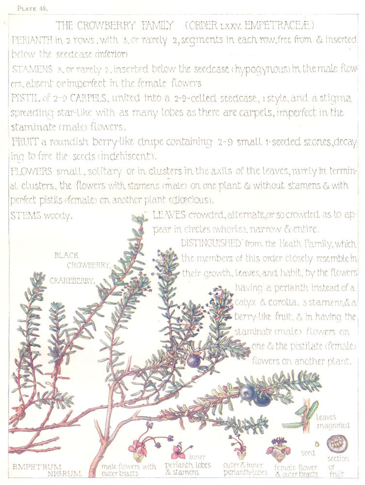 FLOWERS. Crowberry Family. Empetraceae. Black Crowberry; Crakeberry 1907 print